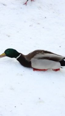 Karla kaplı bir dala tünemiş dikkatli bir karga kış sahnesinde uçuyor. Çırılçıplak ağaçlar ve asgari yeşillik hakim, çelişkili dokular üzerine bir çalışma..