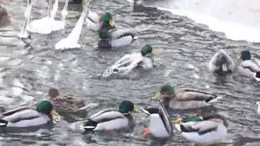 Karla kaplı bir dala tünemiş dikkatli bir karga kış sahnesinde uçuyor. Çırılçıplak ağaçlar ve asgari yeşillik hakim, çelişkili dokular üzerine bir çalışma..