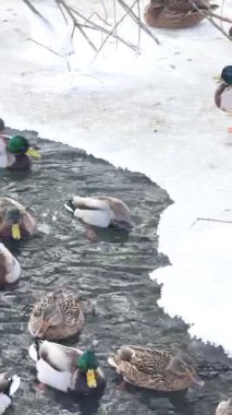 Karla kaplı bir dala tünemiş dikkatli bir karga kış sahnesinde uçuyor. Çırılçıplak ağaçlar ve asgari yeşillik hakim, çelişkili dokular üzerine bir çalışma..