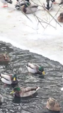 Karla kaplı bir dala tünemiş dikkatli bir karga kış sahnesinde uçuyor. Çırılçıplak ağaçlar ve asgari yeşillik hakim, çelişkili dokular üzerine bir çalışma..