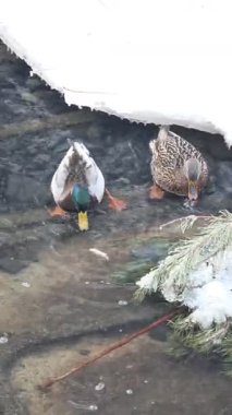 Karla kaplı bir dala tünemiş dikkatli bir karga kış sahnesinde uçuyor. Çırılçıplak ağaçlar ve asgari yeşillik hakim, çelişkili dokular üzerine bir çalışma..
