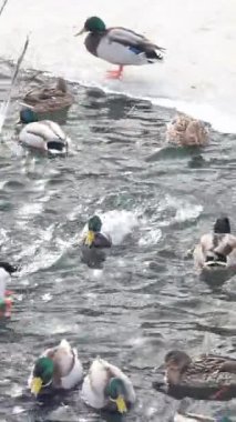 Karla kaplı bir dala tünemiş dikkatli bir karga kış sahnesinde uçuyor. Çırılçıplak ağaçlar ve asgari yeşillik hakim, çelişkili dokular üzerine bir çalışma..