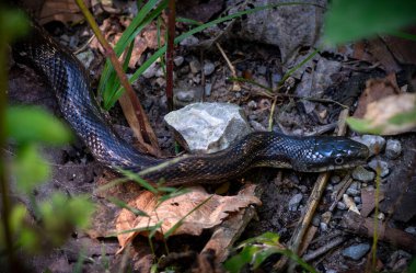 Göbekli bir su yılanı bataklıklardan Güney Illinois 'deki Yılan Yolu' nun kayalıklarına doğru yol alır..