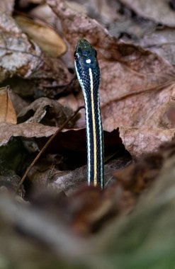 Batı Ribbonsake 'si sıklıkla yaygın bir Gartersnake ile karıştırılır ama daha küçüktürler. Ayrıca hızlıdırlar ve bir kez görüldüklerinde yakınlaşırlar..