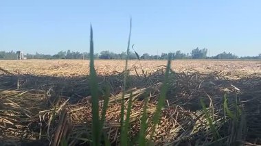 Güneşli bir günde, açık mavi bir gökyüzü altında, hasattan sonra kuru şeker kamışlarıyla kaplı geniş bir tarla görüntüsü. Yeşil filizler çıkıyor..