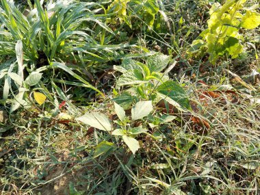 Canlı yeşil bitkiler ve sabah çiğ veya donuyla kaplanmış çeşitli çim yaprakları yumuşak güneş ışığı altında parıldıyor. Yakın çekim doğal dokular, büyüme ve sakin açık hava güzelliğini sergiliyor.
