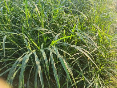 Parlak doğal güneş ışığıyla yıkanmış canlı, sağlıklı yeşil bir tarlaya yakın çekim. Tarım, sürdürülebilirlik ve tarım temaları için mükemmel.