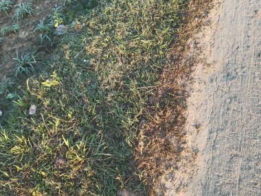 Bu resim canlı yeşil çimenli bir bölge ile engebeli, yaşlanmış beton bir yol arasındaki katı zıtlığı gösteriyor. Doğa geçmişi ve çevre temaları için ideal.