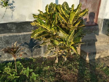 Çarpıcı yeşil ve sarı çeşitlilikteki kroton bitkisinin çimento basamakları ve sıcak güneş ışığıyla yıkanmış, tropikal güzelliği gözler önüne seren eski bir duvarın detaylı görüntüsü..