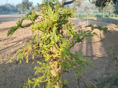 Sağlıksız bir papaya bitkisi şiddetli yaprak kıvrımı ve renk değişimi gösterir. Bitki hastalığının tipik belirtileri. Tarımsal alanlarda mahsul sağlık sorunları ve zorlukların yakalanması.