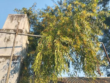 Bereketli yeşil ve sarı yapraklı canlı bir ağaç, açık mavi gökyüzüne uzanan, yaşlı beton bir yapının yanında duruyor. Borular görünür. Altında eğimli bir çatı.