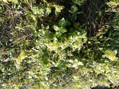 Taze, canlı yeşil bitki yapraklarının doğal güneş ışığında gelişimi detaylı bir görünüm. Organik zemin örtüsü çeşitli vahşi büyüme ve toprak dokularını sergiliyor..