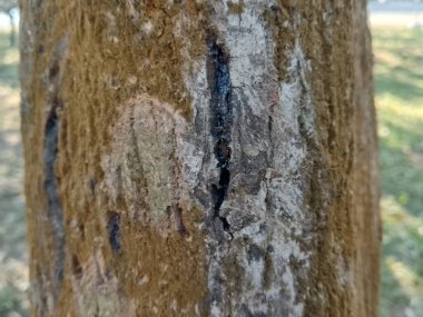 Ağaç kabuğunun detaylı yakın plan görüntüsü, dayanıklı ve dokulu bir yüzeyi gösteriyor. Dikey bir çatlaktan sızan koyu bitki özü, tahtadaki doğal kusurları ve organik desenleri vurgular..