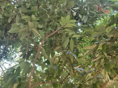 Bereketli yeşil yapraklar ve iç içe geçen dallar, doğal güneş ışığıyla yıkanmış, sık bir ağaç örtüsü oluşturur. Bu canlı bitki örtüsü doğa, büyüme ve çevre için sakin bir zemin sunar.