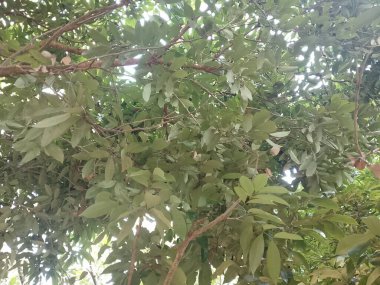 Yoğun yeşil yapraklar ve sarmaş dolaş dallardan oluşan bir gölgelik. Sıcak güneş ışığı altında doğanın güzelliğini sergiliyor. Huzurlu bir orman ortamı yaratıyor..