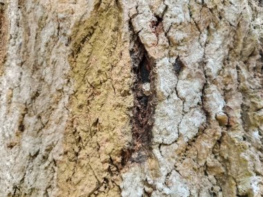 Makro çekim, ağaç kabuğunun sert ve yıpranmış yüzeyini ortaya çıkararak derin yarıkları, karmaşık desenleri ve toprak tonlarını vurgular. Otantik doğal bir zemin.