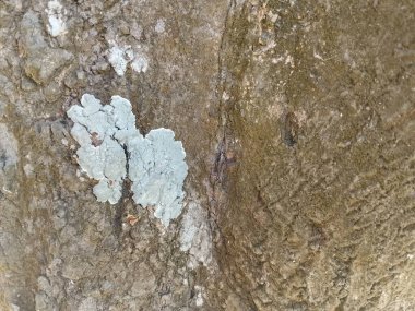 Ayrıntılı bir yakın plan sert, yıpranmış ağaç kabuğu açık yeşil bir yosun parçası. Bu doğal doku, doğa temaları ve ekolojik kavramlar için mükemmel bir organik arkaplan sağlar..