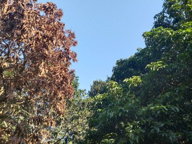 Çarpıcı bir doğal karşıtlık canlı yeşil yapraklı sağlıklı bir ağaç ile açık mavi gökyüzüne karşı kahverengi yapraklı kuru bir ağaç arasında, yaşamı ve çürümeyi sembolize eden bir şekilde yakalanır. Çevresel ve mevsimsel tema ve kavramlar için mükemmel.