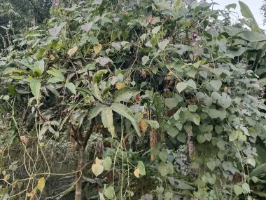 Bereketli yeşil yaprakların, çeşitli bitkilerin ve birbirine dolanan sarmaşıkların yakın görüntüsü, doğanın yoğun büyümesini ve ekolojik güzelliğini gözler önüne seriyor. Arka plan için mükemmel..