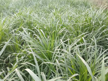 Canlı, gür yeşil çimenlerin sabah çiğ veya taze yağmur damlalarıyla parlaması doğanın canlılığını, tazeliğini ve büyümesini sembolize eder. Doğal altyapı için ideal..