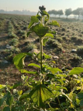 Şafak vakti yumuşak odaklı kırsal bir alanda duran, ışıl ışıl parlayan sabah çiğ tanesiyle kaplı taze yeşil bir bitkinin yakın çekimi. Doğanın uyanışını, büyümesini ve canlılığını sembolize eder.