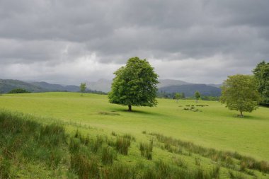 Gri, bulutlu bir gökyüzünün altında dağınık ağaçların yer aldığı yemyeşil bir alan araziye yayılır. Barışçıl ortam uzak dağlar tarafından çerçevelenir..