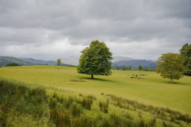 Uçsuz bucaksız yeşil bir alan bulutlu bir gökyüzünün altında uzanır ve tek bir ağaç belirgin bir şekilde durur. Yuvarlanan tepeler arka planda görülebilir, sakin bir kırsal manzara yaratır..