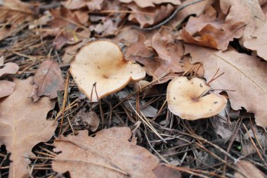 Sonbahar ormanlarında, düşen yapraklar ve çam iğneleri arasında, iki konuşan mantar büyüdü..