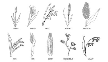El yapımı koleksiyon. Tahıl bitkileri, çavdar arpası ve buğday başakları. Gıda paketi tasarım şablonu için vektör çizimi, oyma gıda. 