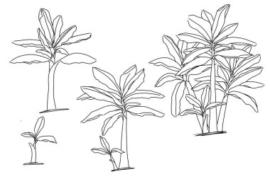 Beyaz arkaplanda muz ağacı resimlerinin koleksiyonu