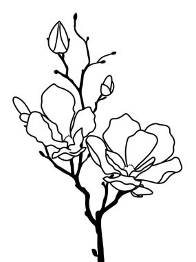 Manolya çiçeklerinin beyaz ve siyah renkli çizimleri. Beyaz arka planda dalları izole çiçek tasviri