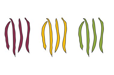 Beyaz Arkaplanda Üç Renk Değişikliğinde Yeşil Fasulye Çizimi