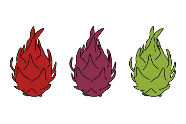 Şeffaf Arkaplan Üzerine Üç Renk Değişikliğinde Ejder Meyvesi Çizimi