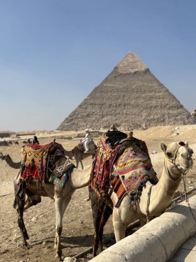 Kahire, Mısır - 01: 15 2025: Büyük Giza Piramidinin önünde açık mavi gökyüzünün altında renkli eyerlerle süslenmiş develer.