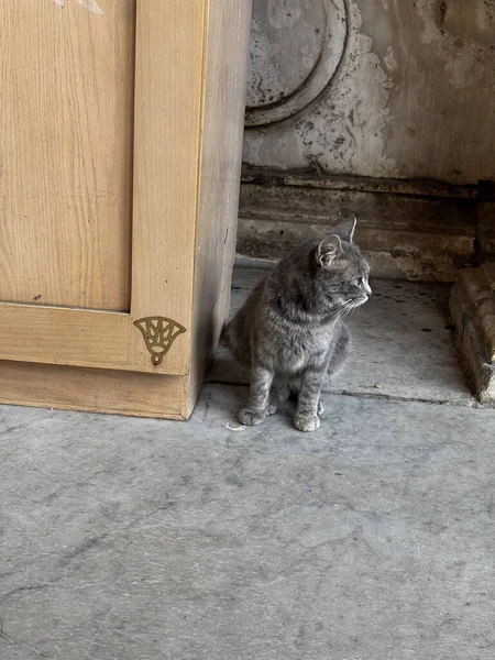 Gri tekir kedi ahşap bir dolabın yanında oturuyor. Cat sağa bakıyor..