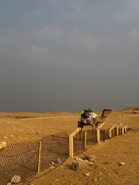 Binicilik kıyafetleri olan bir deve bulutlu bir gökyüzünün altında kumlu ve kurak bir arazide çitin yanında duruyor..