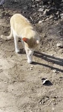 Bir kedi, turuncu ve beyaz, sonra esnemek için durur ve kendini damat, toprak yüzeyde doğal ışıkta yakalanır..