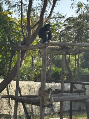 Biri siyah diğeri bronz olmak üzere iki şablon, hayvanat bahçesinde ya da parkta bir ahşap yapının üzerinde dinleniyor..