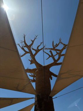 Parlak mavi gökyüzüne ve güçlü güneş ışığına karşı üçgen bej gölgelerin arasından görünen bir ağacın alçak açılı görüntüsü..