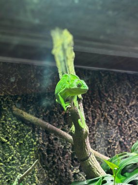 Yeşil bir bukalemun, yeşilliklerle çevrili küçük bir dala tünemiş, sağa bakıyor..
