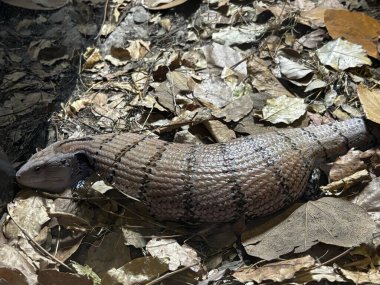 Mavi dilli kertenkele kuru yaprakların arasında. Kertenkele koyu renkli şeritlerle bronzlaşır..