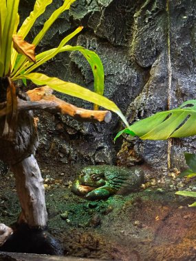 Büyük, yeşil bir Afrika boğa kurbağası teraryum ortamında yosunlu bir arazide dinleniyor. Yapraklar ve desenli kaya doğal bir ortam yaratır..