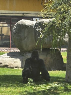 Bir goril ağaçların ve kayaların yanında yeşilliklerle çimenlerde oturur. Arka planda bir bina var..