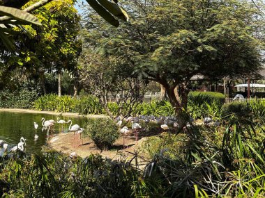 Bir sürü flamingo yemyeşil bir çevrede, gölet ve ağaçlarla, muhtemelen bir parkta ya da hayvanat bahçesinde..