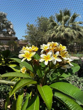 Sarı, beyaz taç yaprakları ve yeşil yaprakları olan Plumeria çiçeklerine yakın çekim. Mavi gökyüzü ve arka planda görünen bulanık ağaçlar.