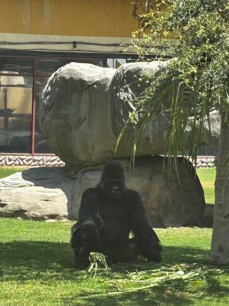 Bir goril ağaçların ve kayaların yanında yeşilliklerle çimenlerde oturur. Arka planda bir bina var..