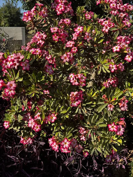 Bereketli bir Çöl Gülü bitkisi yeşil yaprakların arasında canlı pembe ve beyaz çiçekler sergiliyor..