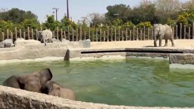Hayvanat bahçesindeki filler. Suyun içinde iki fil var, diğer filler ise etraflarında dolanıyor..