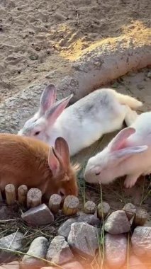 Üç farklı renk (kahverengi, beyaz ve beyaz-gri) tavşan bir araya gelir, muhtemelen kayalar ve wo ile küçük bir muhafaza yakınında yemek veya etkileşim