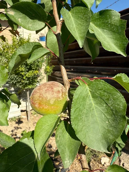 Olgunlaşan bir kayısı yeşil yapraklarla çevrili bir dala asılır, arka planda bulanık bir çit ve bir avlu görüntüsü vardır..